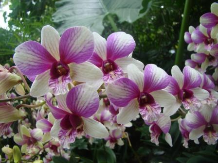 Бали - орхидеи