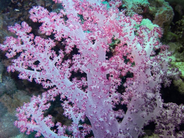 коралов риф Египет